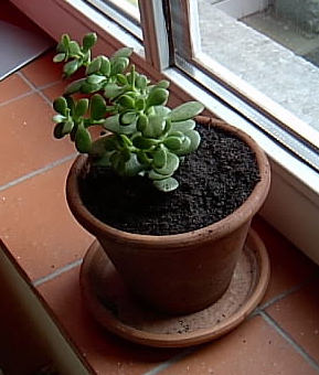 Small jade plant with plump oval leaves in a terracotta pot with saucer, on a red tiled windowsill by an open window