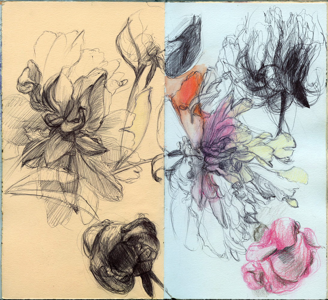 Sketchbook 46 spread: flowers in black ballpoint on the tan page — an open peony, a bud, a dark rose — continuing onto blue-white paper as chrysanthemums tinted violet, orange and a pink rose in colored pencil Sketchbook 46 spread: flowers in black ballpoint on the tan page — an open peony, a bud, a dark rose — continuing onto blue-white paper as chrysanthemums tinted violet, orange and a pink rose in colored pencil